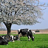 Koeien (Bos taurus) rusten in bloeiende boomgaard van zoete kers (Prunus avium / Cerasus avium), Haspengouw, België
