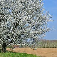 Bloeiende boomgaard van zoete kers (Prunus avium / Cerasus avium), Haspengouw, België
