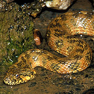 Adderringslang (Natrix maura) zwemmend in meer, Extremadura, Spanje