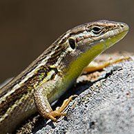 Algerijnse zandloper (Psammodromus algirus) op rots, Extremadura, Spanje