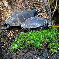 Europese moerasschildpad (Emys orbicularis) koppel, La Brenne, Frankrijk