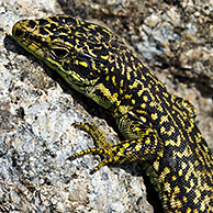 Iberische berghagedis (Lacerta monticola / Iberolacerta monticola), Sierra de Gredos, Spanje