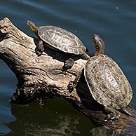 Moorse beekschildpad (Mauremys leprosa), Extremadura, Spanje