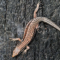 Muurhagedis (Podarcis / Lacerta muralis) zonnend op verbrande boomstam, La Brenne, Frankrijk
