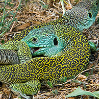 Parelhagedis (Lacerta lepida) parend, Extremadura, Spanje