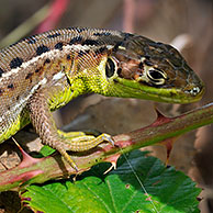 Juveniele Westelijke smaragdhagedis (Lacerta bilineata) jagend op spin in struik, La Brenne, Frankrijk
