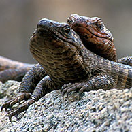 Reuzenschildhagedis (Gerrhosaurus validus) in het Kruger NP, Zuid-Afrika
