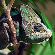 Helmkameleon (Chamaeleo hoehnelii) leeft in Kenia en Oeganda