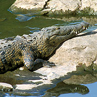 Nijlkrokodil (Crocodylus niloticus) zonnend in het Kruger NP, Zuid-Afrika
