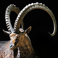 Nubische steenbok (Capra ibex nubiana), Noord-Afrika
