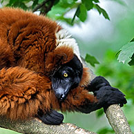 Rode vari (Varecia rubra) leeft in de regenwouden langs de kust van Oost-Madagaskar