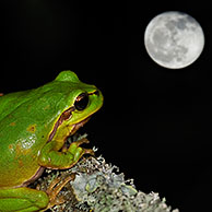 Europese boomkikker (Hyla arborea) zittend op tak met mos, La Brenne, Frankrijk

