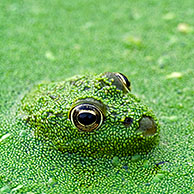 Groene kikker (Rana esculenta) in poel met eendenkroos (Lemnaceae), La Brenne, Frankrijk