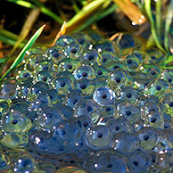 Bruine kikkers (Rana temporaria) parend in water tussen kikkerdril, België