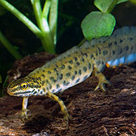 Kleine watersalamander (Triturus vulgaris), België
