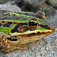 Meerkikker / Grote groene kikker (Pelophylax ridibundus / Rana ridibunda), La Brenne, Frankrijk