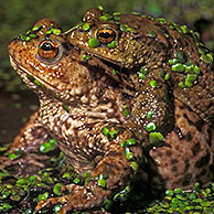 Gewone padden (Bufo bufo) parend, België
