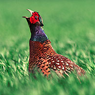 Roepende fazant (Phasianus colchicus) in weide, België 