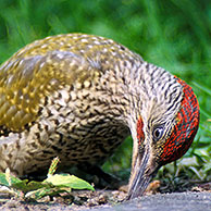 Groene specht (Picus viridis) foeragerend op de grond, België