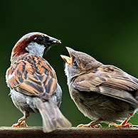 Mannetje huismus (Passer domesticus) voedt jong op tuinhek, België