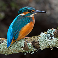 Wijfje ijsvogel (Alcedo atthis) op tak, La Brenne, Frankrijk