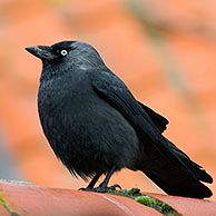 Kauwtjes (Corvus monedula) op rode dakpannen
