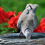 Turkse tortel (Streptopelia decaocto) aan vogelbad in tuin, België
