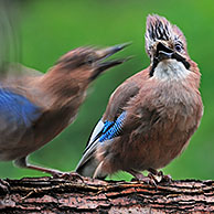 Twee Vlaamse gaaien (Garrulus glandarius) op boomstam, België