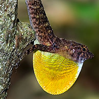 Golfo Dulce / Many-scaled Anole / Brown Anole (Norops polylepis) displaying, Carara NP, Costa Rica