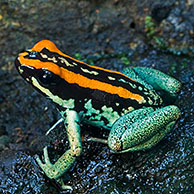 Gestreepte pijlgifkikkers (Phyllobates vittatus), Costa Rica