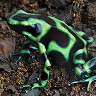 Gouden pijlgifkikker (Dendrobates auratus), Costa Rica