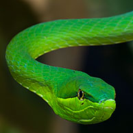 Groene spitsneusslang / Groene spitskopslang (Oxybelis fulgidus), Costa Rica