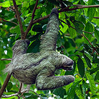 Drievingerige luiaard (Bradypus variegatus), Manuel Antonio NP, Costa Rica