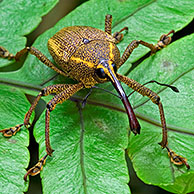 Snuitkever op blad, Tapanti NP, Costa Rica