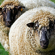 Entre Sambre et Meuse schapen, België
