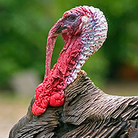 kalkoenen (Meleagris gallopavo) op boerderij
