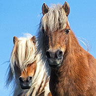 Shetland pony (Equus caballus) in weide, Schotland, UK
