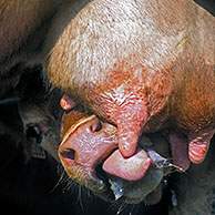 Kalf drinkt melk van uier van koe (Bos taurus), België
