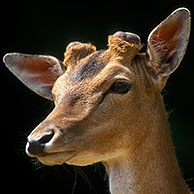 Twee vechtende damherten (Dama dama) tijdens de bronst in de herfst, Denemarken