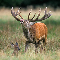 Edelhert (Cervus elaphus) besprenkelt zich met urine tijdens de bronst in de herfst, Denemarken
