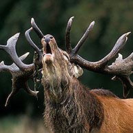 Edelhert (Cervus elaphus) burlend onder boom, Denemarken