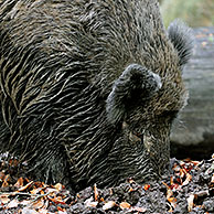 Everzwijnen (Sus scrofa) slapen in bos in de herfst, Beierse Woud, Duitsland