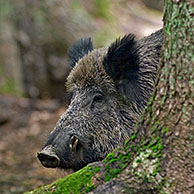 Wild zwijn / everzwijn (Sus scrofa) in loofbos, Beierse Woud, Duitsland