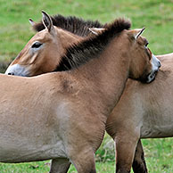 Przewalskipaard (Equus ferus przewalskii) met veulen, grazend aan bosrand, uit Mongolië
