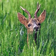 Reebok (Capreolus capreolus) in veld, Frankrijk