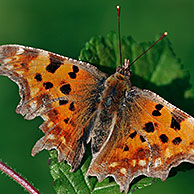 Gehakkelde aurelia (Polygonia c-album) op blad, La Brenne, Frankrijk