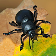 Reuzengoudhaan (Timarcha tenebricosa) op blad, La Brenne, Frankrijk
