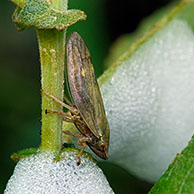 Schuimbeestje / schuimcicade (Philaenus spumarius), La Brenne, Frankrijk
