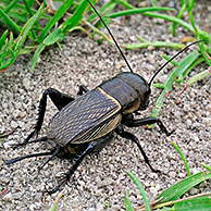 Veldkrekel (Gryllus campestris), La Brenne, Frankrijk