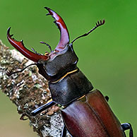 Vliegend hert op tak (Lucanus cervus), La Brenne, Frankrijk
